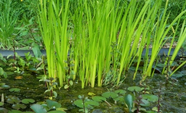 Plante de bords d’eau 0 à -50cm - Acorus calamus-acore odorante