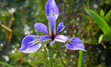Plante de bords d’eau 0 à -50cm - Iris versicolor
